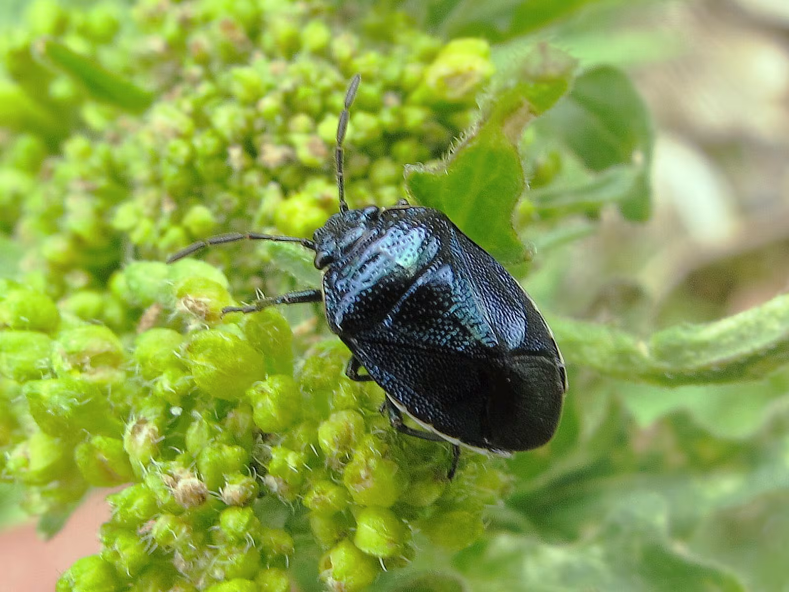 Canthophorus melanopterus