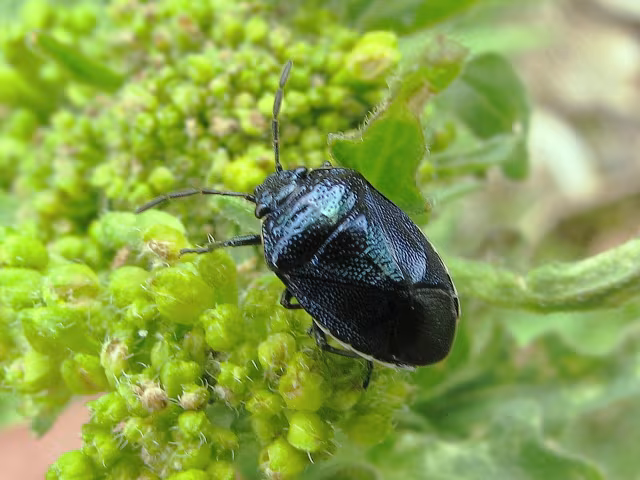 Canthophorus melanopterus