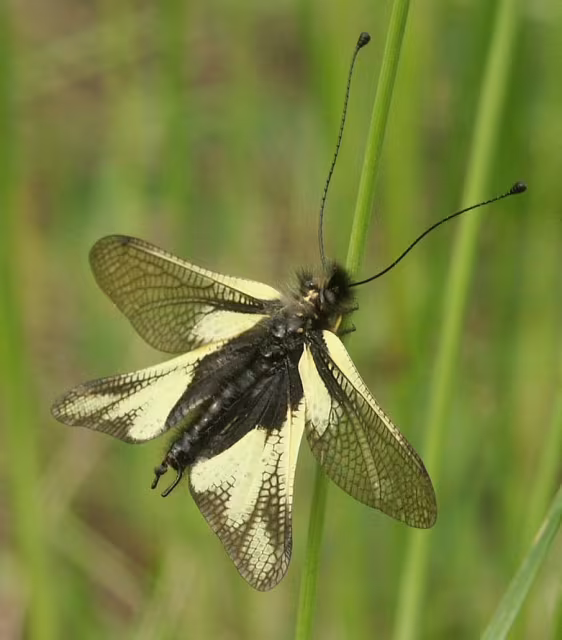 Ascalafo bianco
