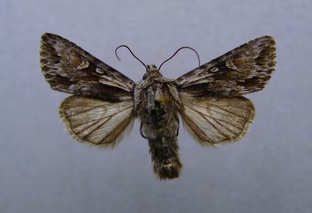 Chloantha hyperici