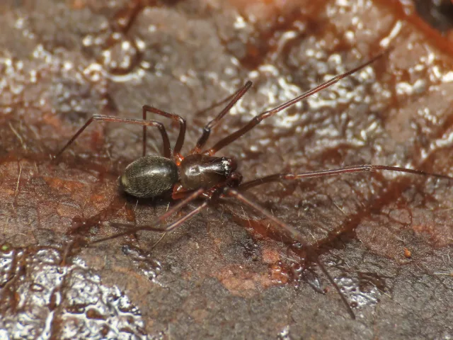 Bathyphantes similis
