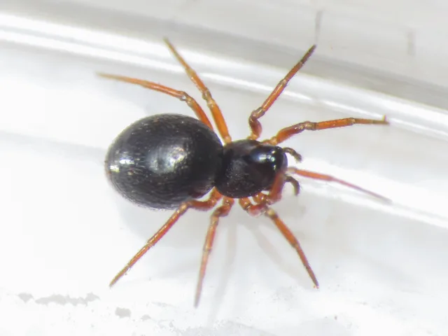 Minyriolus medusa
