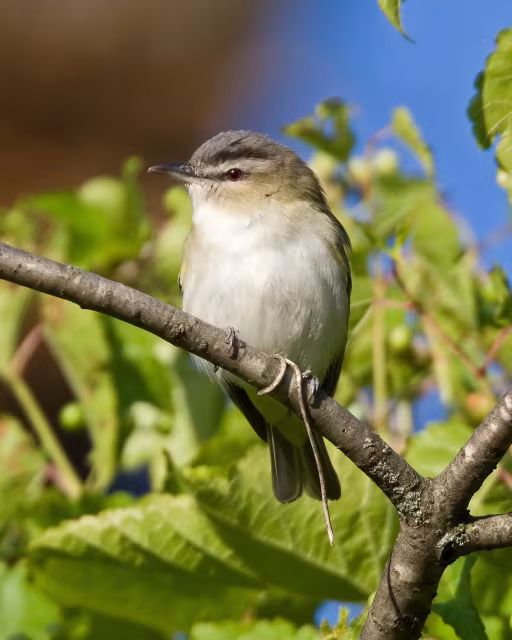 vireo occhirossi