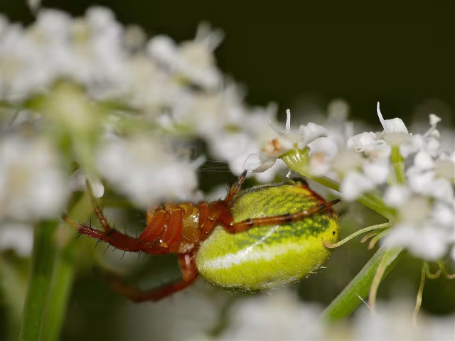 Araniella alpica