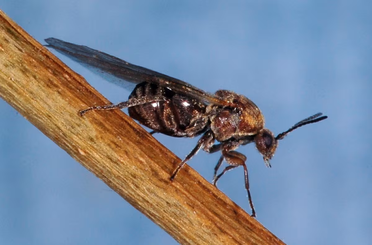 Andricus coriarius