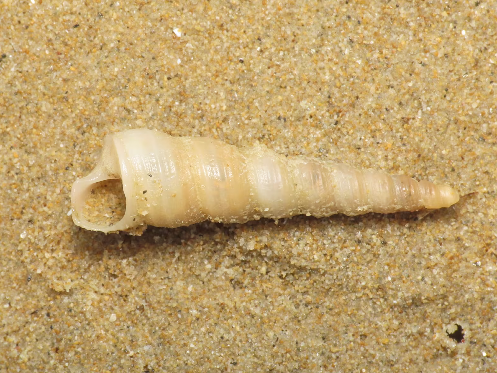 Turritella