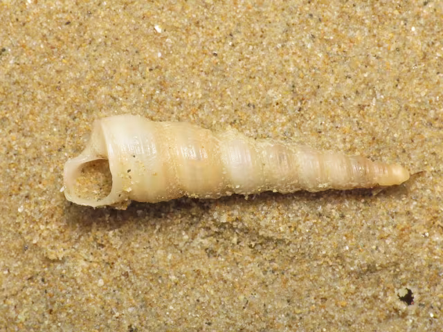 Turritella