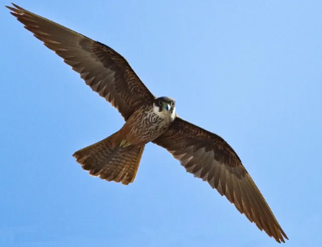 Falco della regina