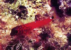 Bavosa rossa