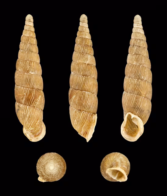 Macrogastra ventricosa