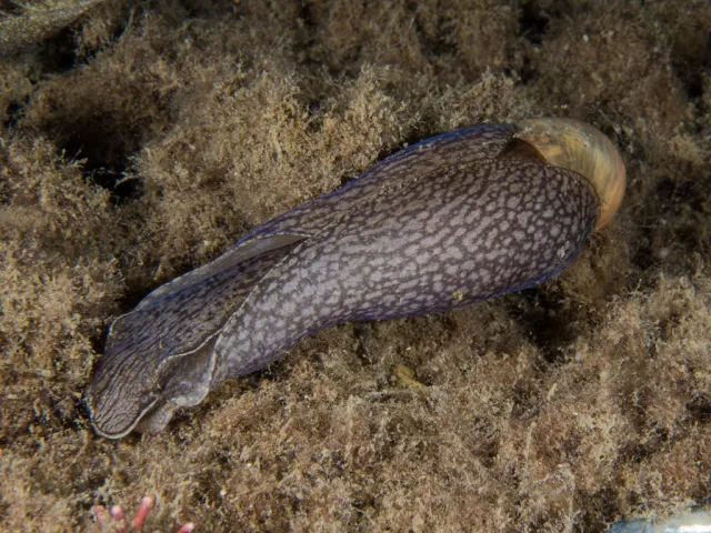 Akera bullata