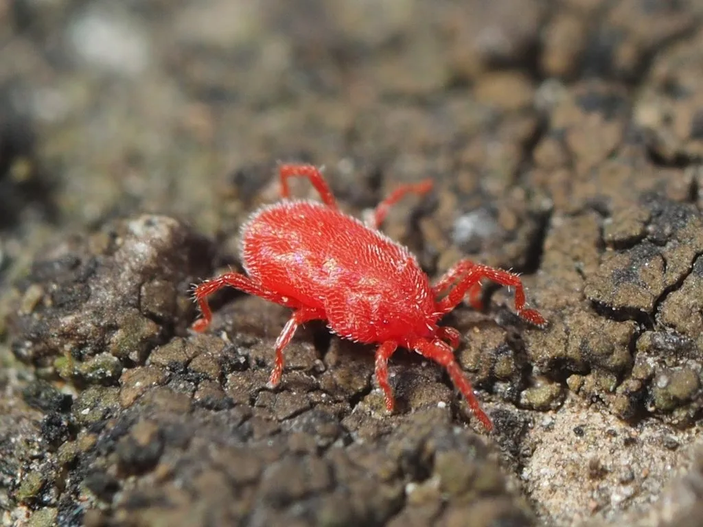 Ragnetto rosso dei muri