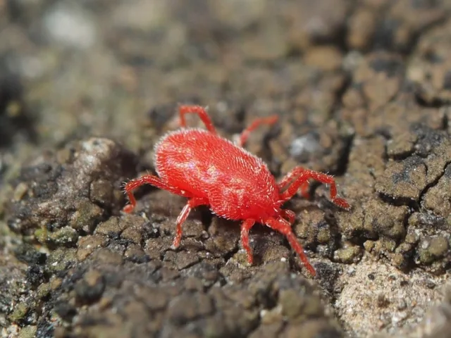 Ragnetto rosso dei muri