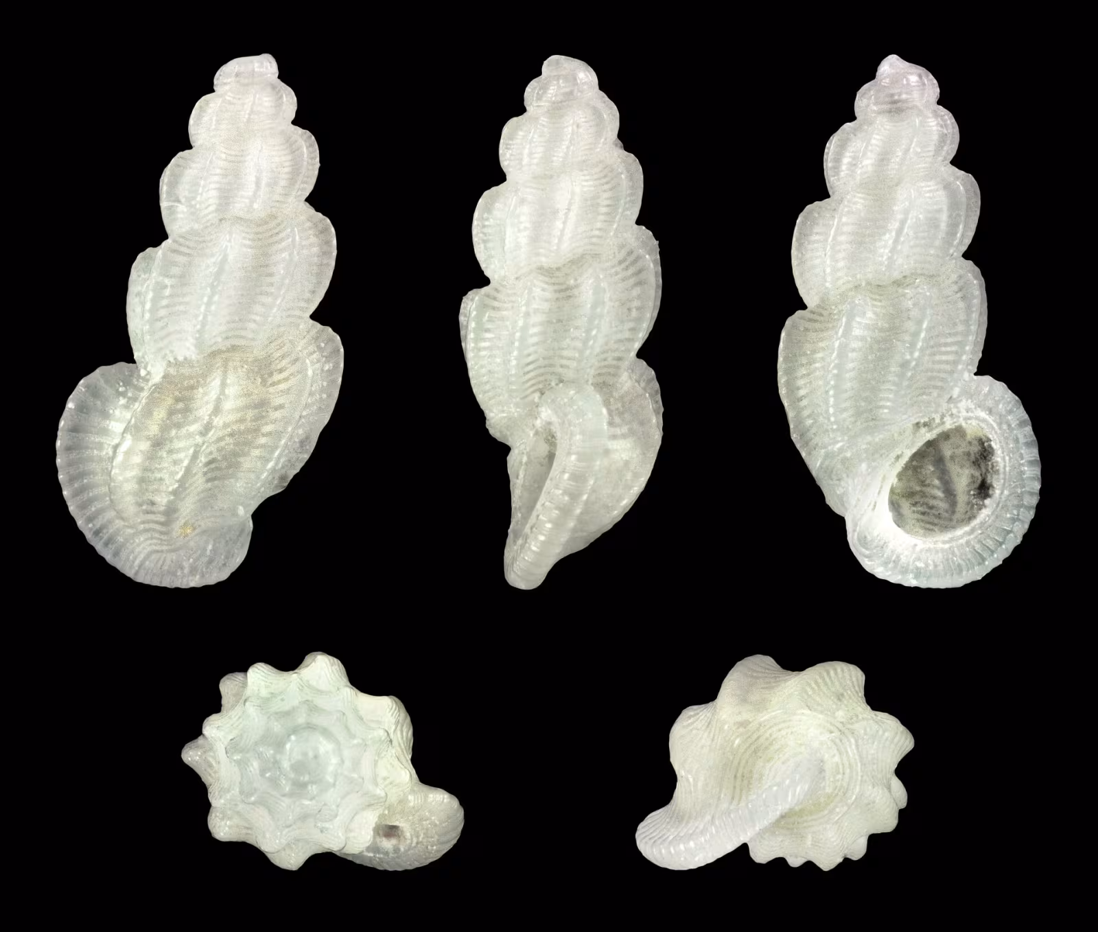 Manzonia crassa