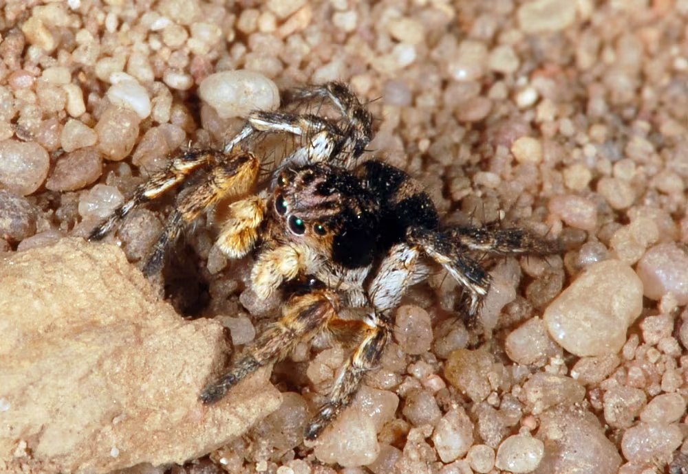 Aelurillus v-insignitus