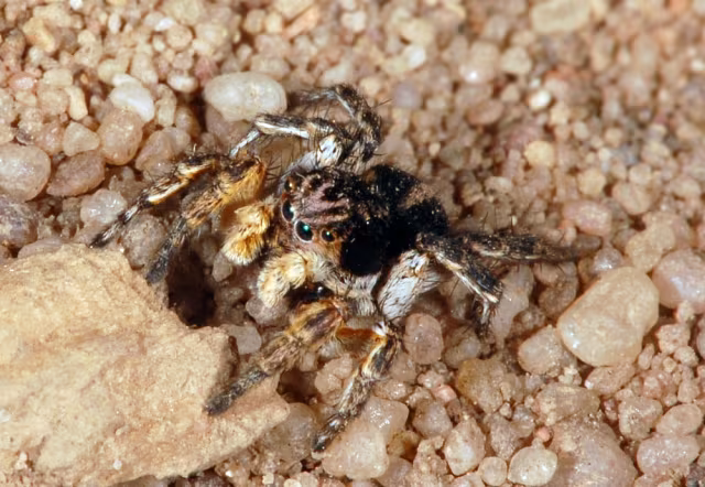 Aelurillus v-insignitus