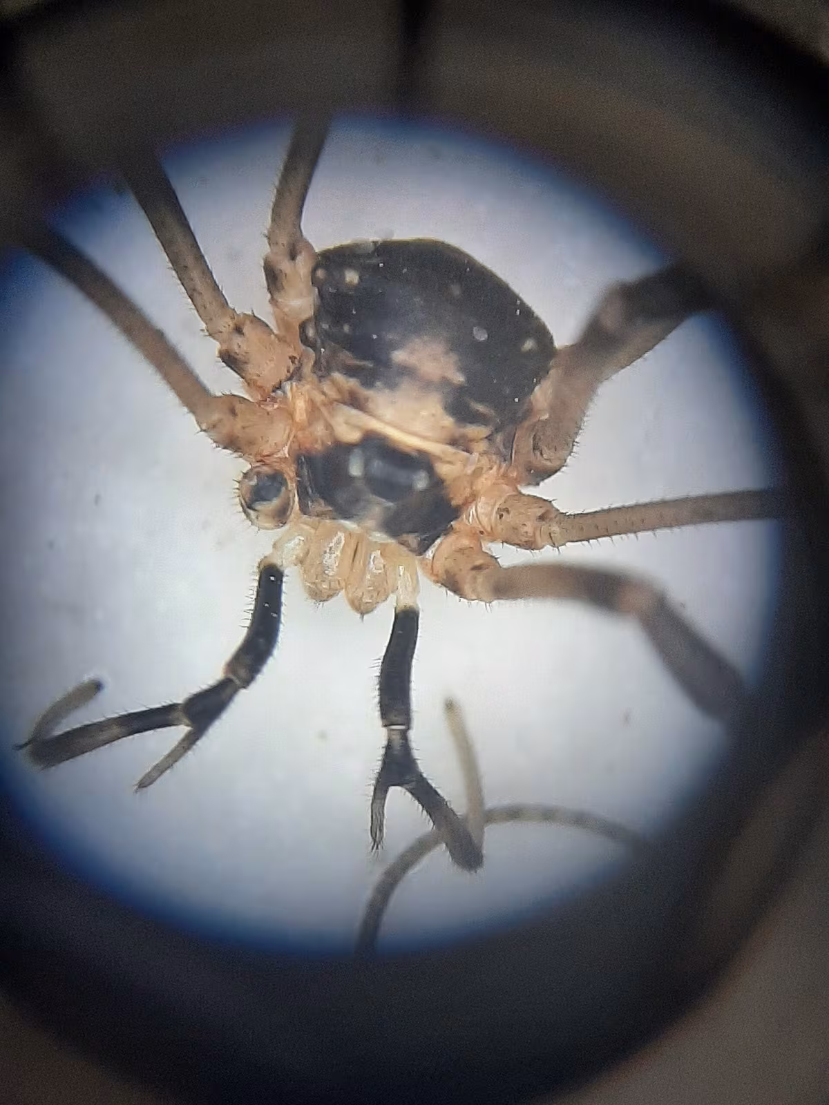 Dicranopalpus larvatus