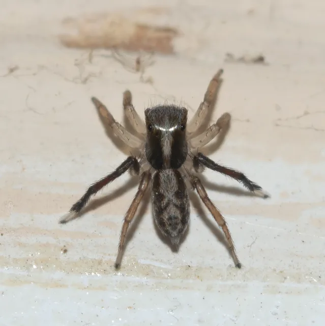 Saitis tauricus