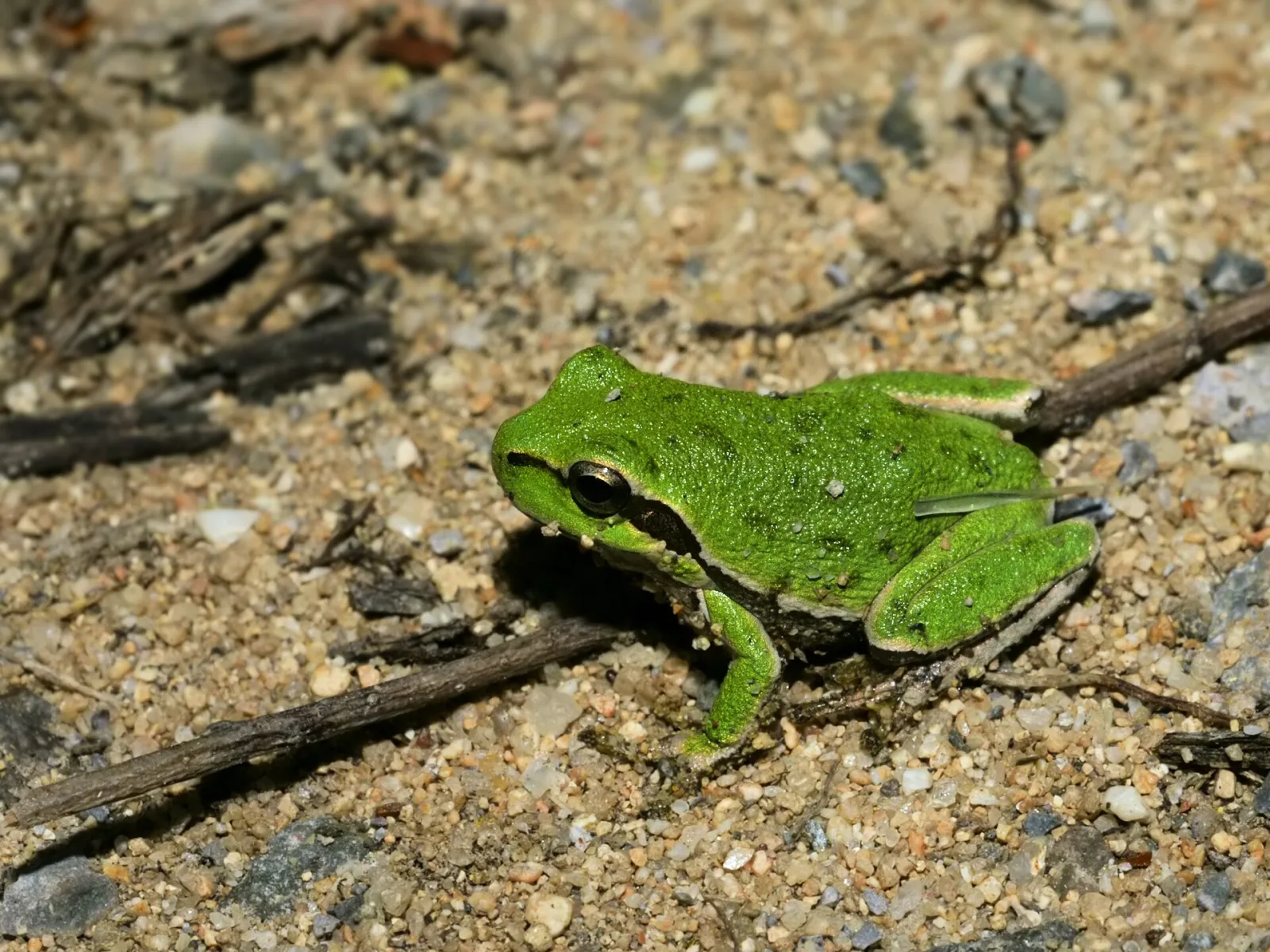 Raganella sarda