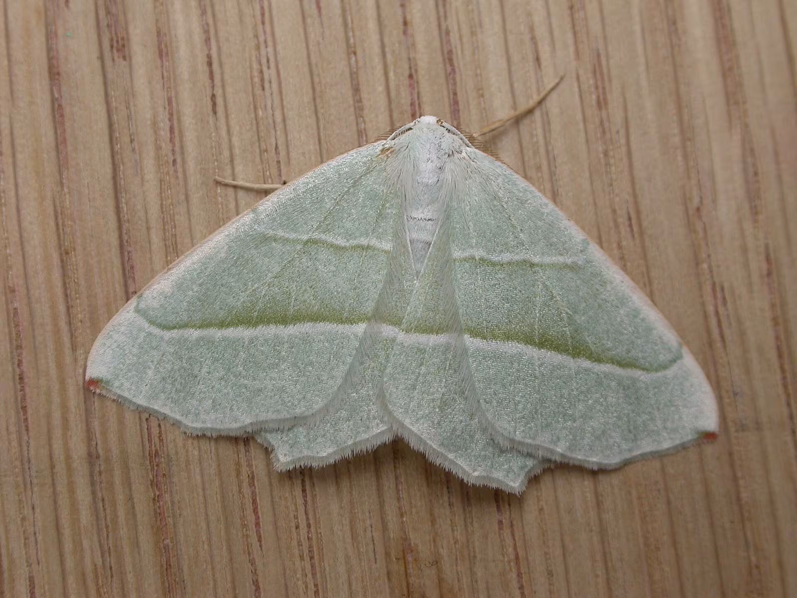 Campaea margaritaria