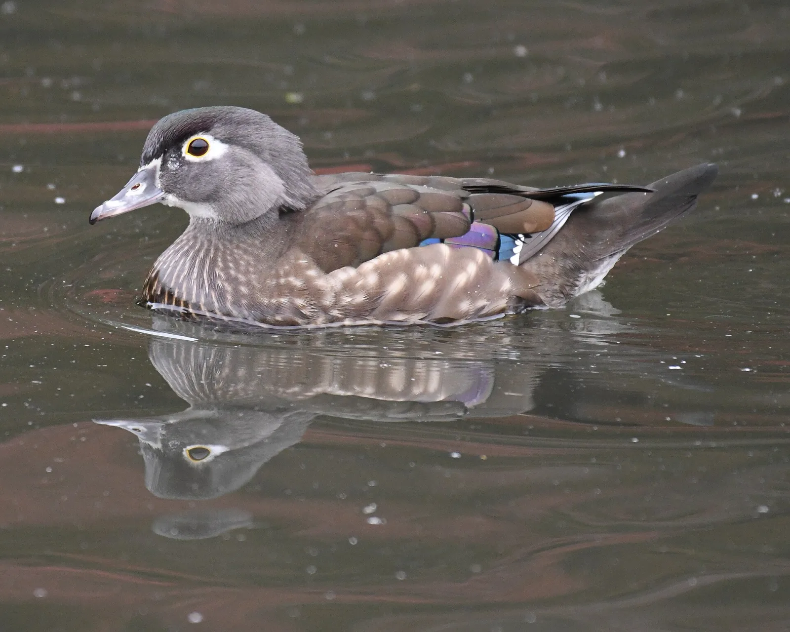 Anatra sposa