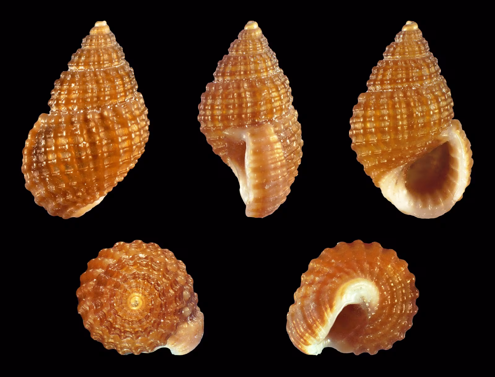 Alvania cimex