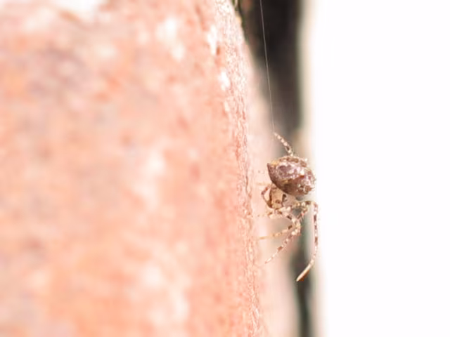 Ero tuberculata