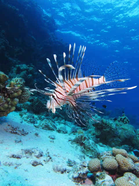 Pesce leone occidentale