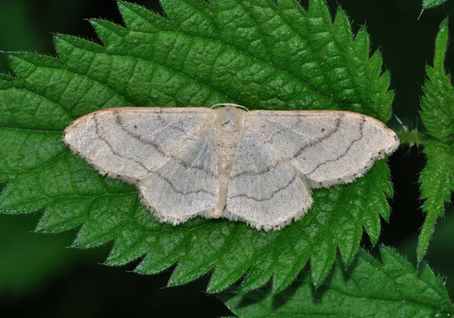 Falena nastro
