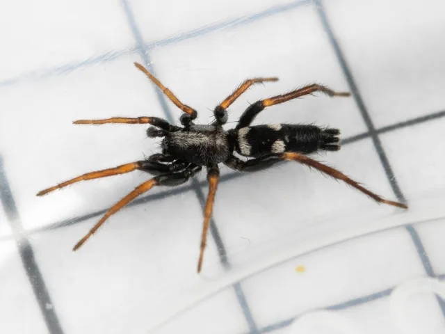 Aphantaulax trifasciata