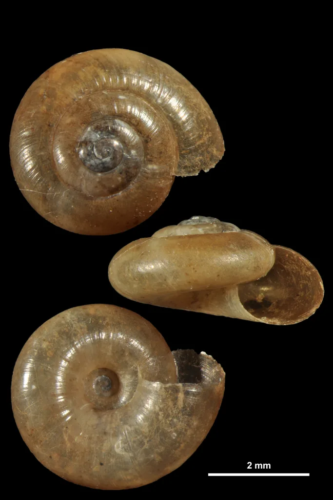Aegopinella pura