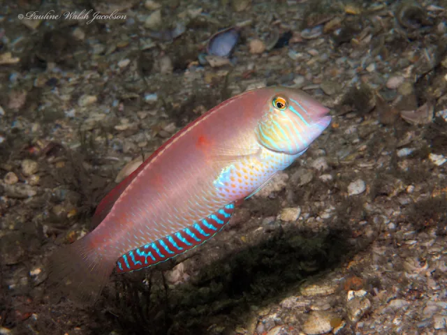 Pesce pettine