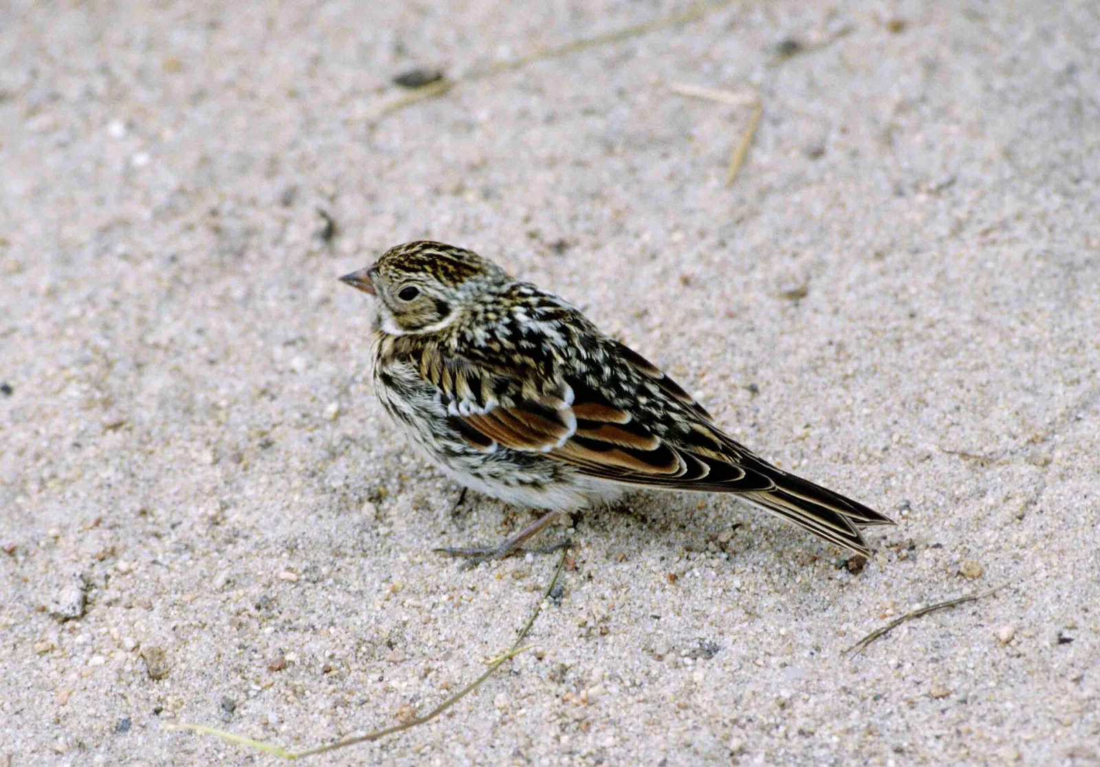 Zigolo della Lapponia