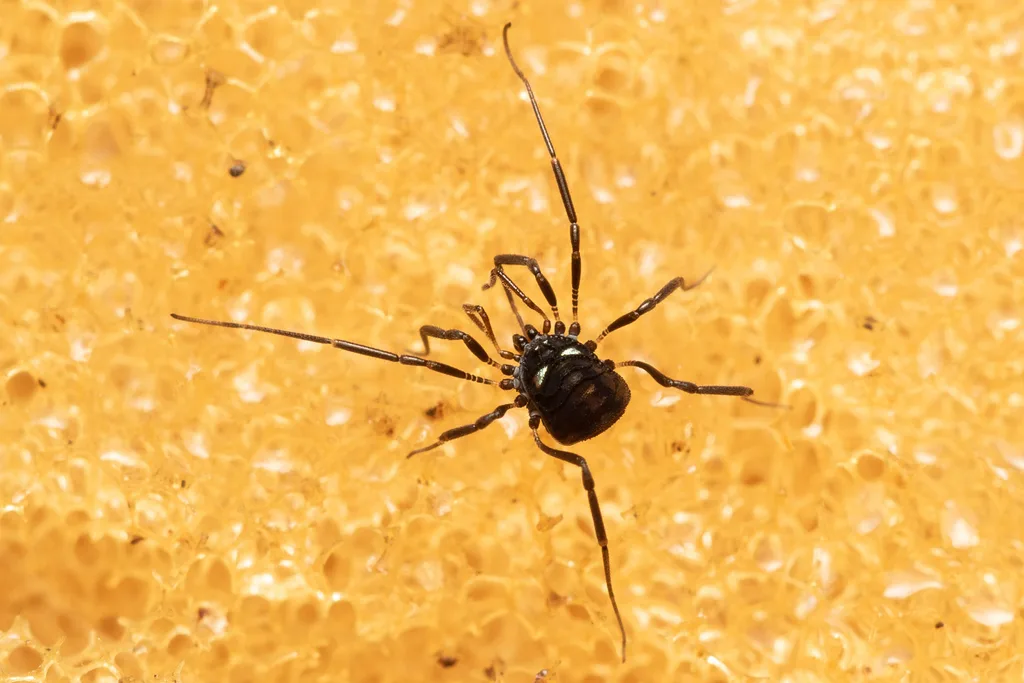 Carinostoma carinatum