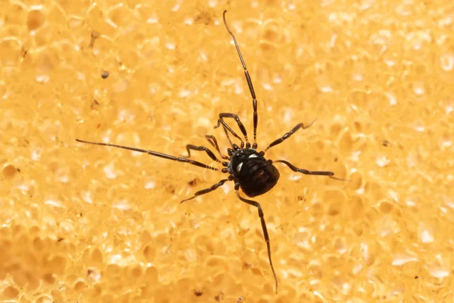 Carinostoma carinatum