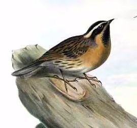 Passera scopaiola golanera