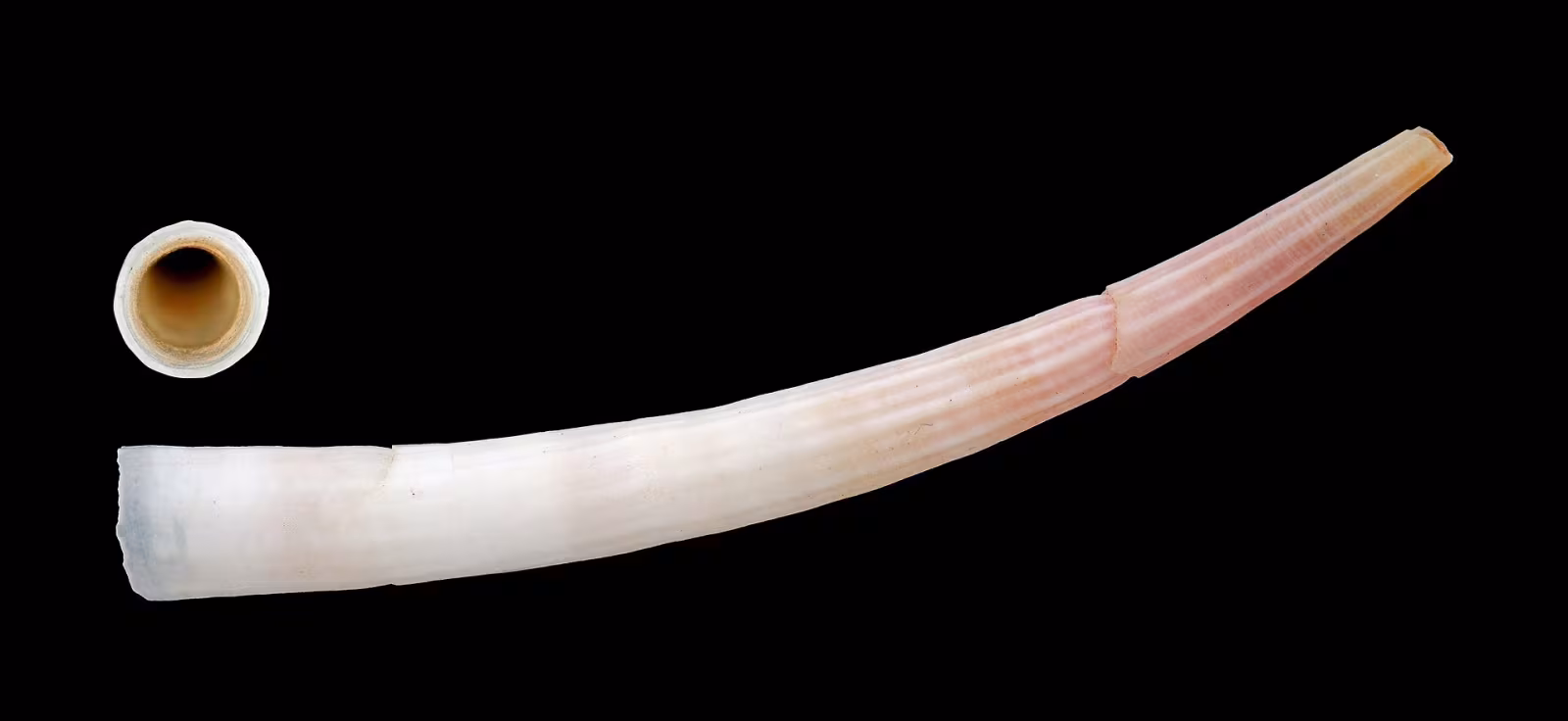 Dente d'elefante irregolare