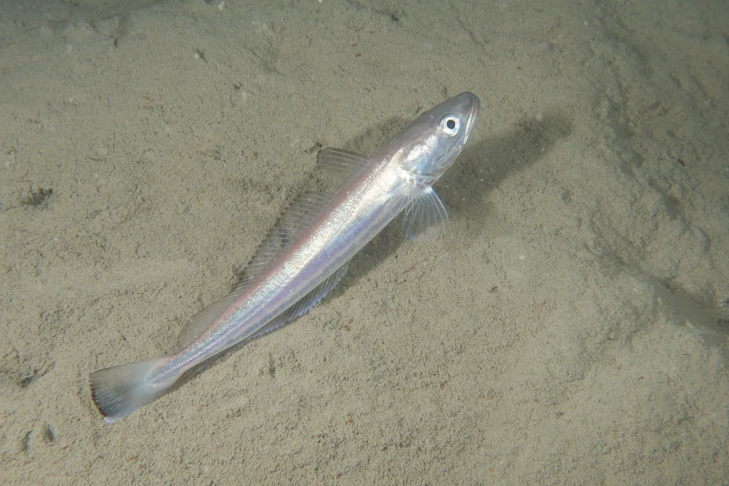 Pesce lupo