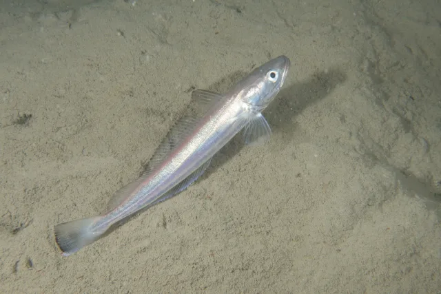 Pesce lupo