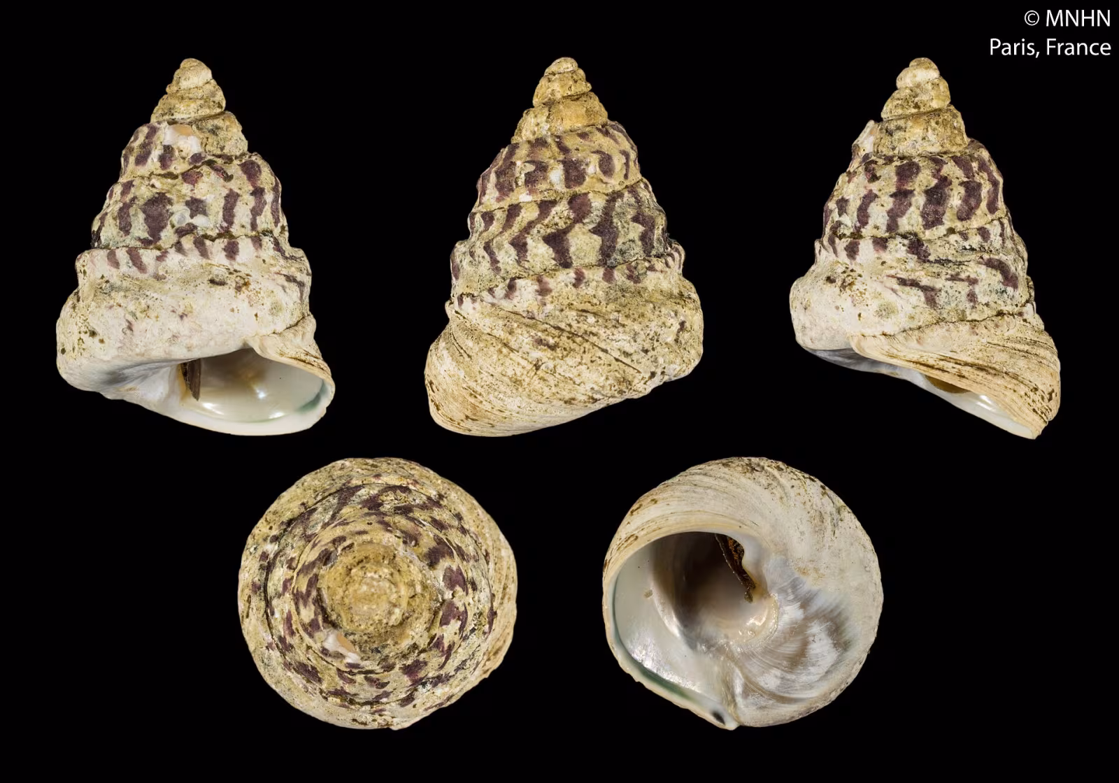 Cornetto fasciato