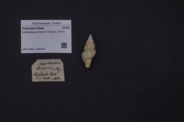 Nodopelagia brazieri