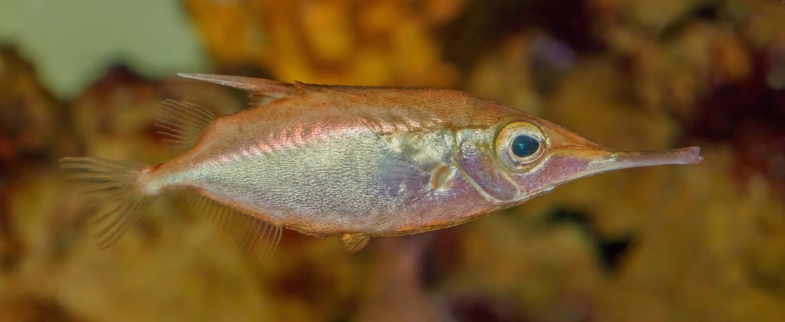 Pesce beccaccino