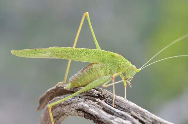 Fanerottera nana