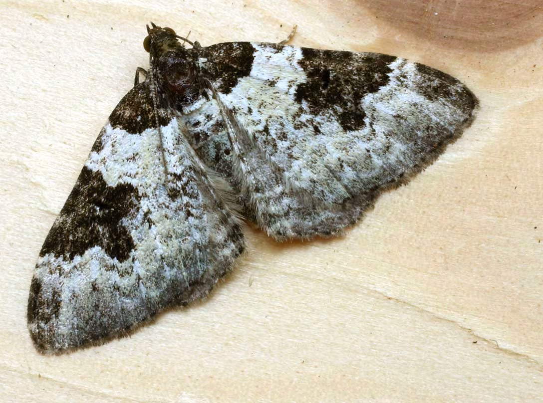 Falena ondulata