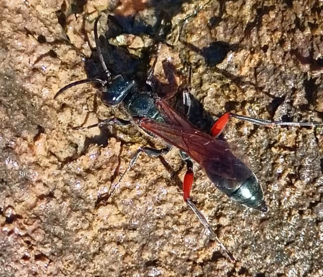 Chalybion femoratum