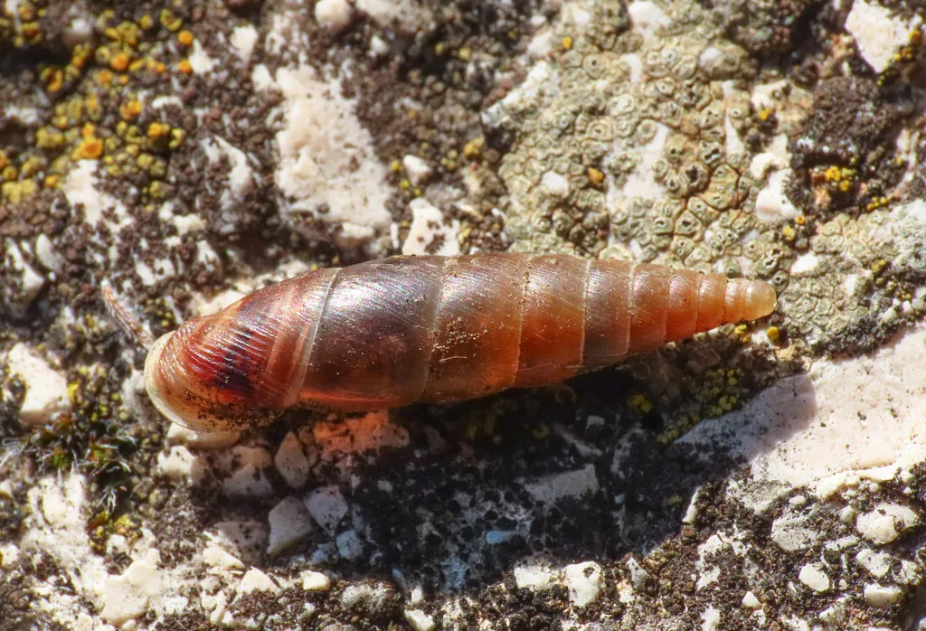 Cochlodina bidens