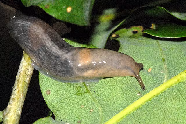 Lehmannia rupicola