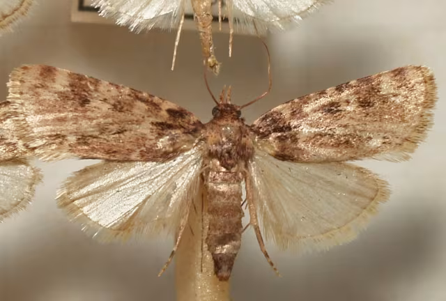 Aglossa caprealis
