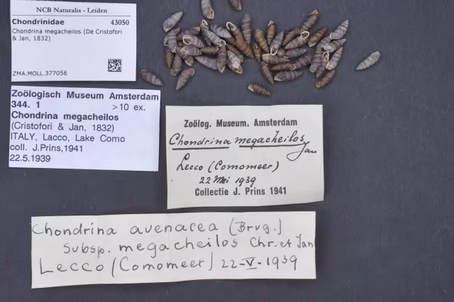 Chondrina megacheilos