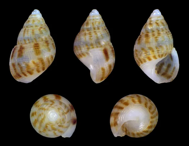 Crisilla semistriata